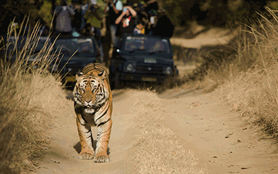 Tigers Trail (Set Departure Group Tour) Tigers Trail (Set Departure Group Tour)